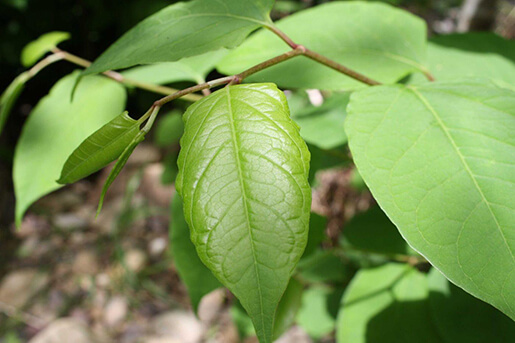 Japanese Knotweed Invasive Plant Species